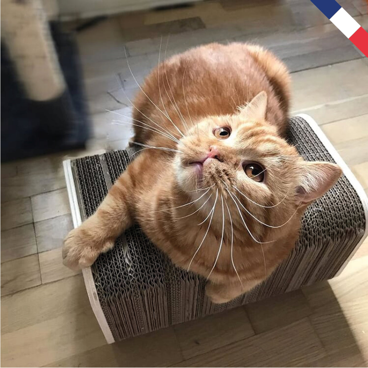 Griffoir chat - Tour