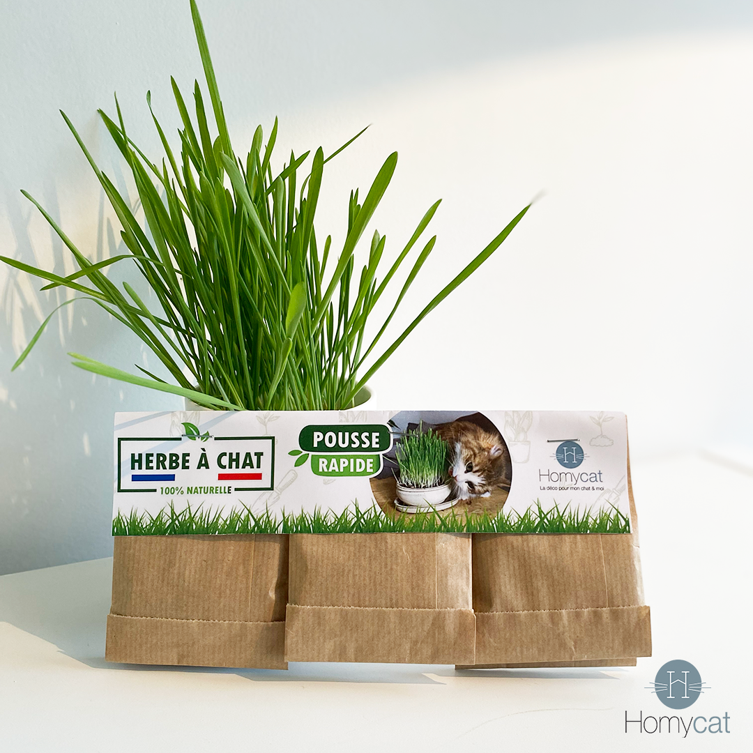 Graines d'herbe à chat naturelles à planter