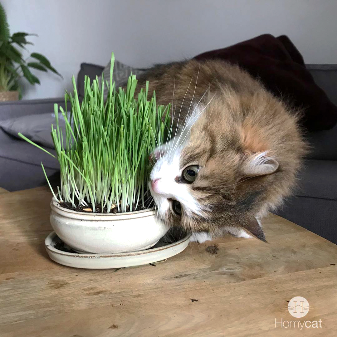 Graines d'herbe à chat naturelles à planter