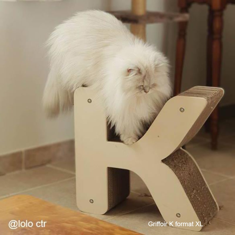 chat-poil-long-lettre-k-homycat-british-long-hair-blanc-carton-bois