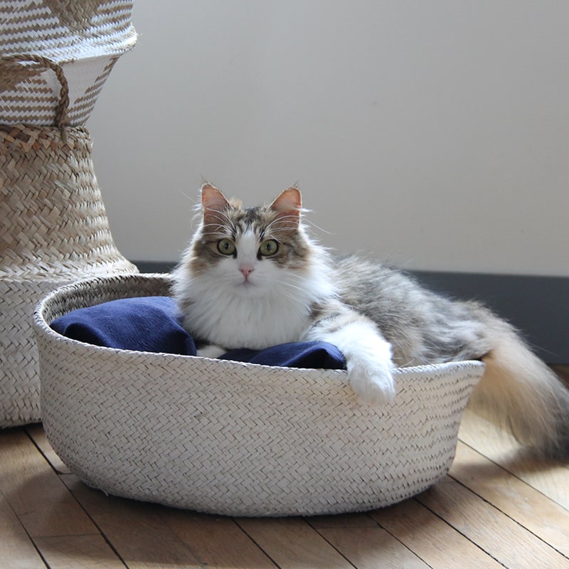 couchage-chat-coussin-panier-niche-blanc-jonc-poil-long-homycat