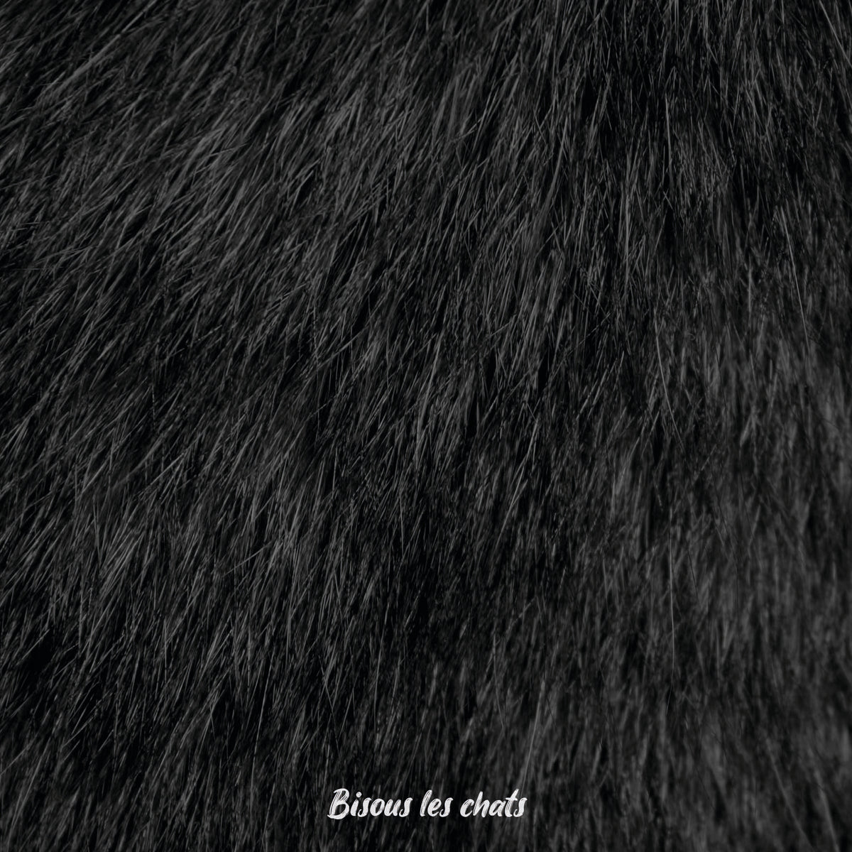 Pelage chat noir