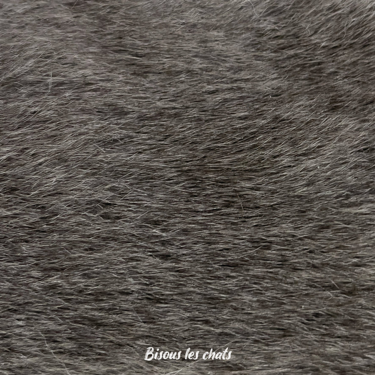 Je prends les 13 pelages des Carnets au poil - Bisous les chats