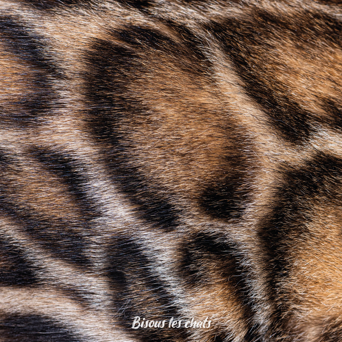 Motif Pelage chat Bengal