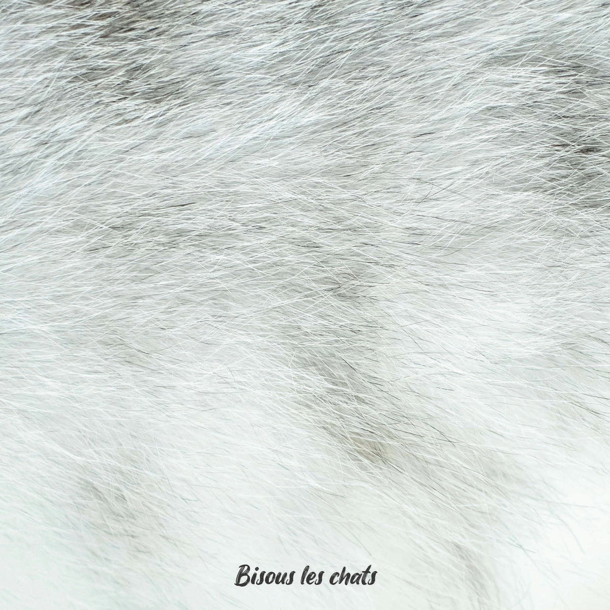 Pelage chat blanc gris