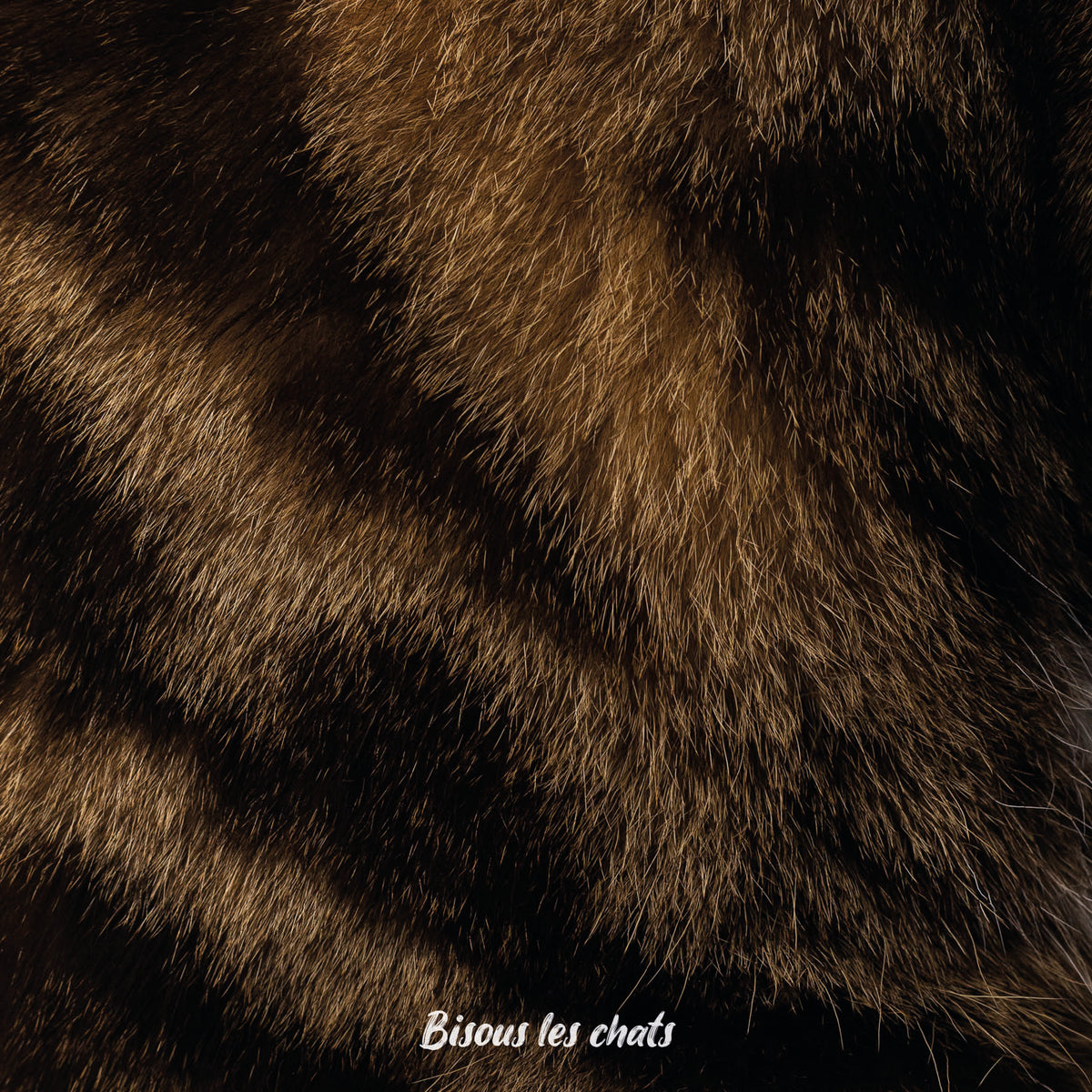 Pelage noir brun écaille de Tortue