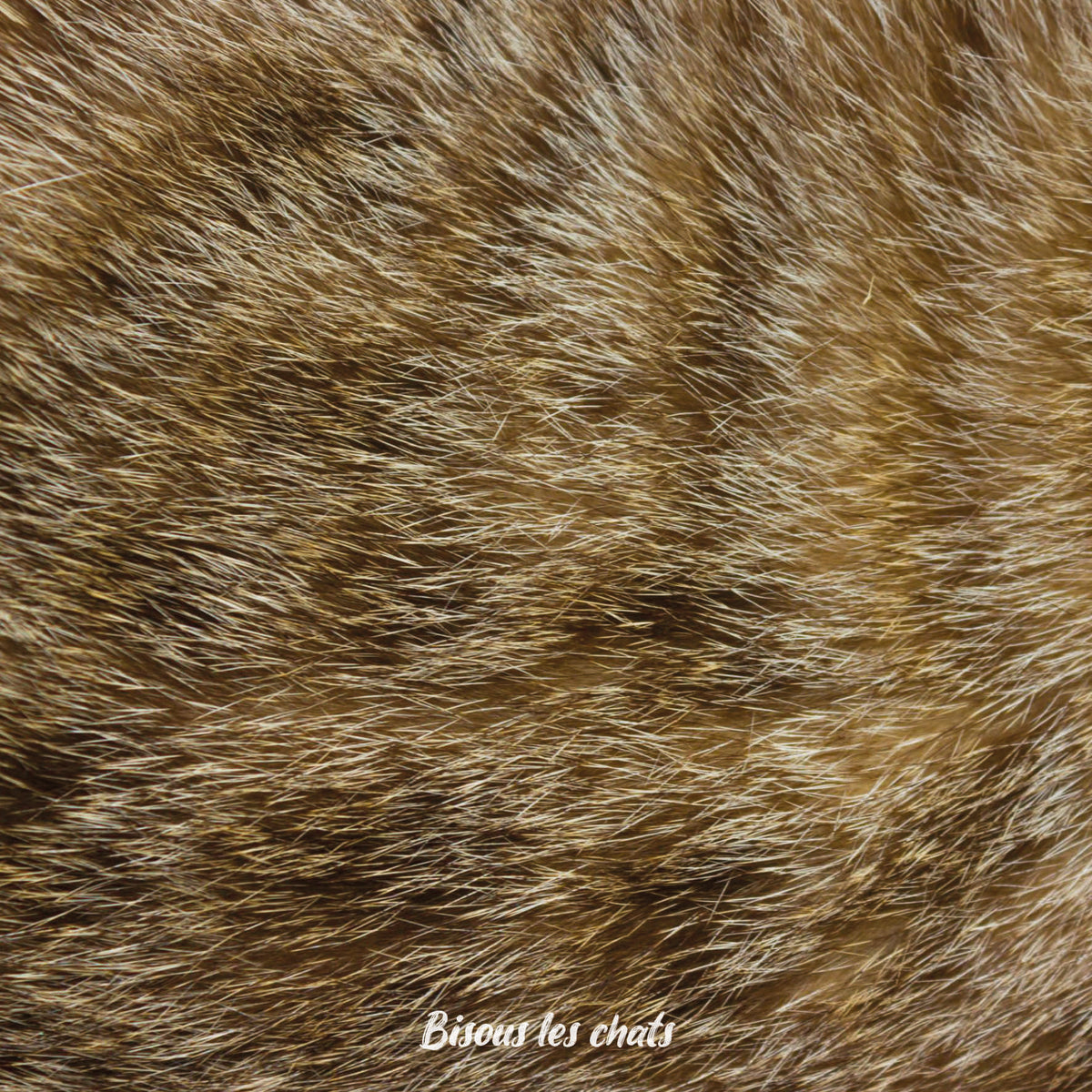 Pelage chat fauve roux