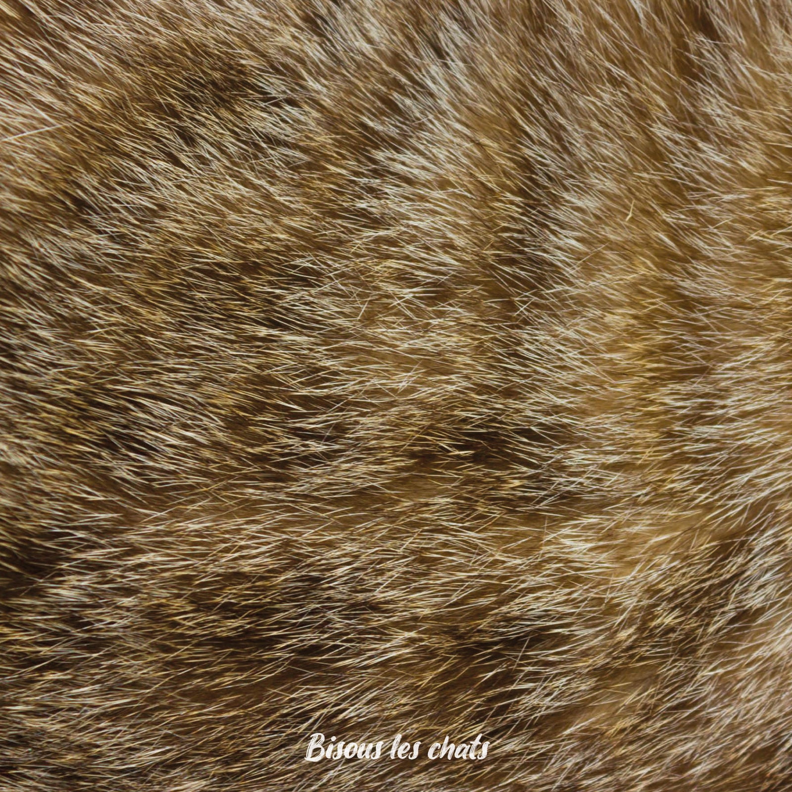 Carnet motif pelage chat fauve roux de chez Homycat