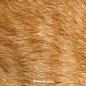 Carnet au poil - Bisous les chats - Pelage chat roux