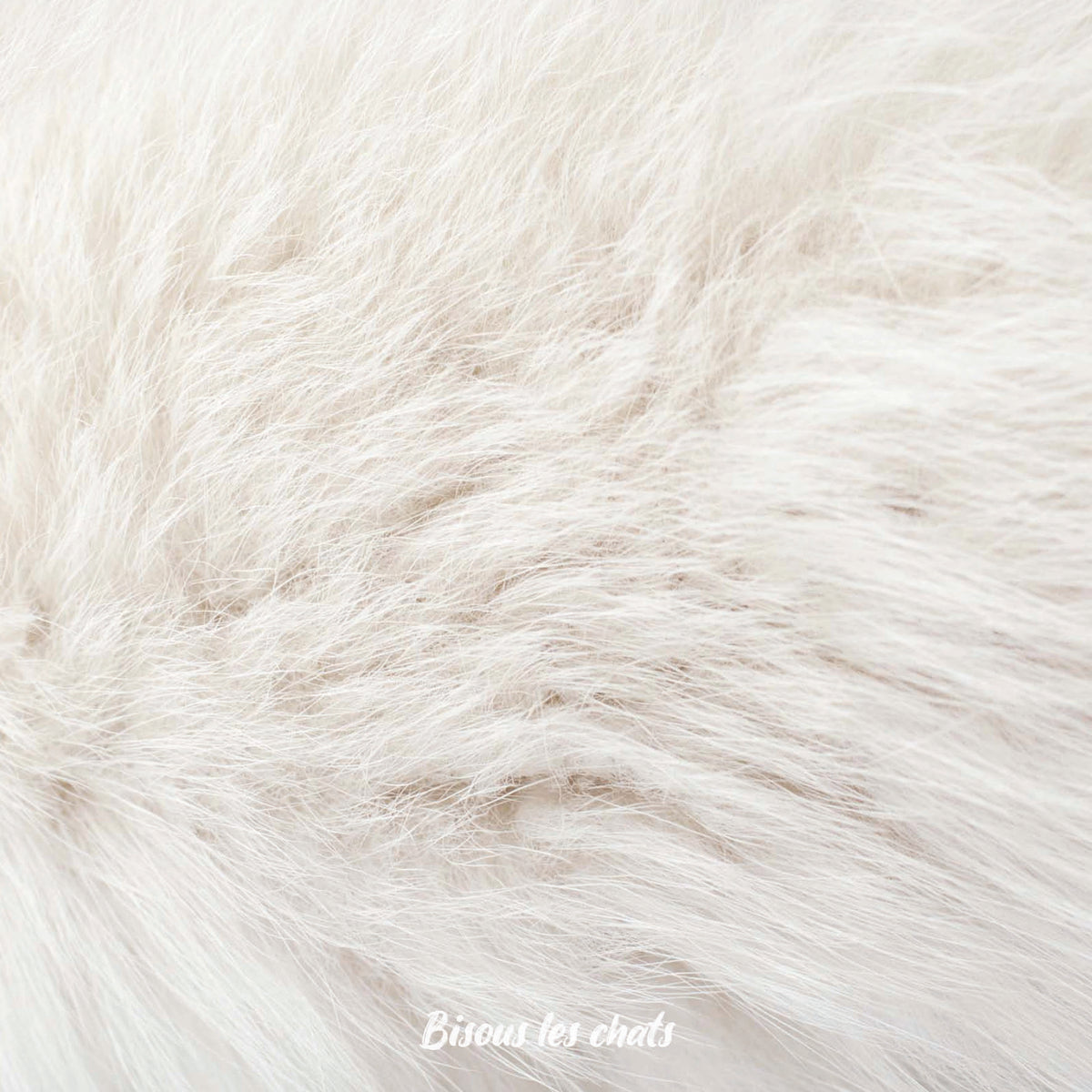 Pelage chat blanc crème