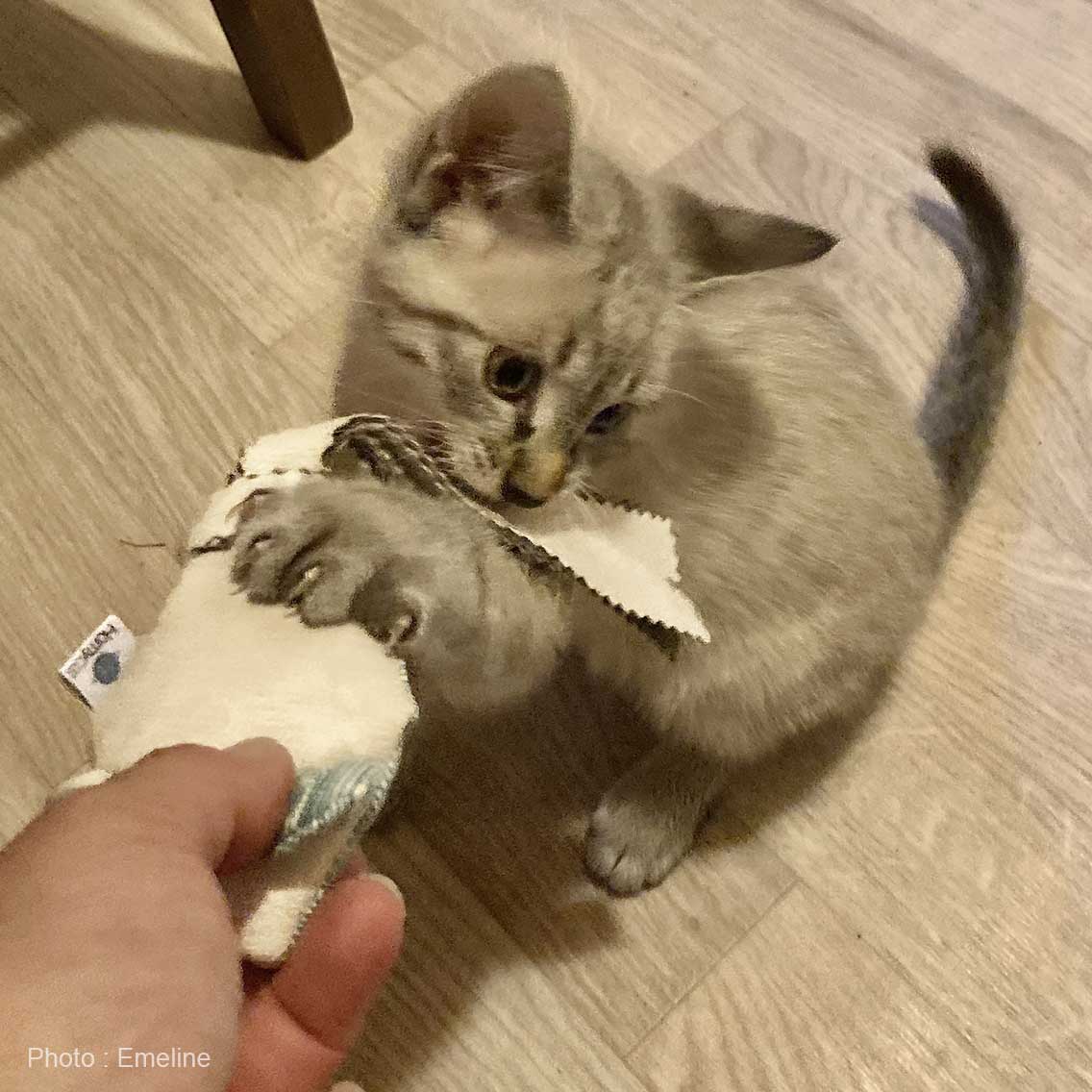 Pack Souris- 3 x Jouets Souris pour chats