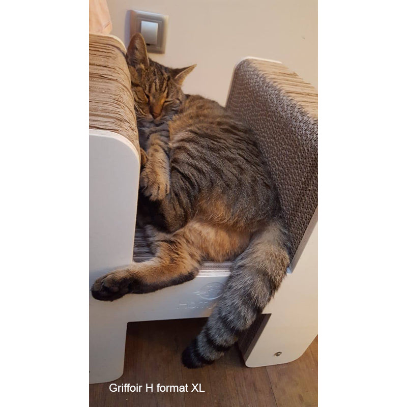 chat-british-long-hair-lettre-H-siege-carton