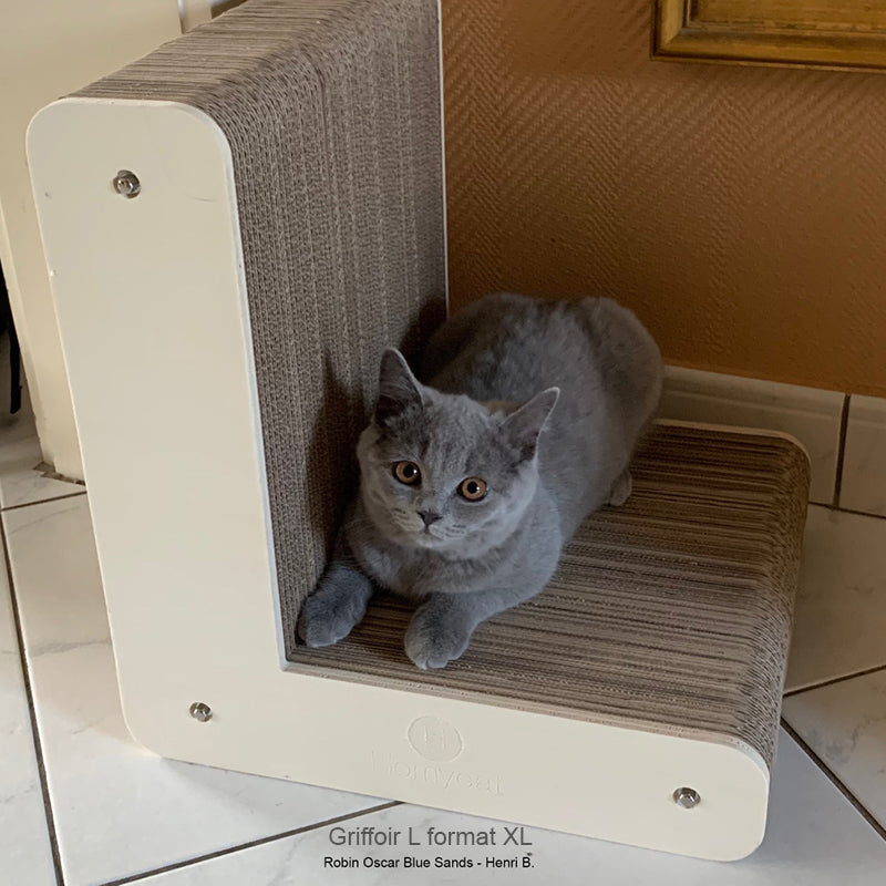 british-shorthair-griffe-grattoir-lettre-L-chat