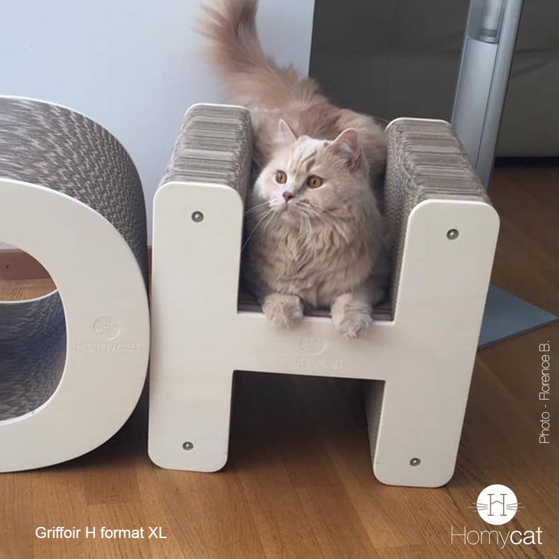 chat-british-long-hair-lettre-H-siege-carton