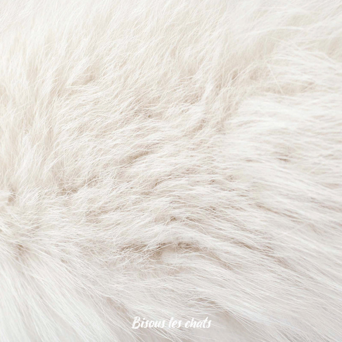 Je prends les 13 pelages des Carnets au poil - Bisous les chats