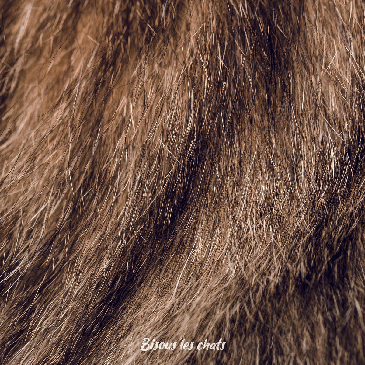 Je prends les 13 pelages des Carnets au poil - Bisous les chats