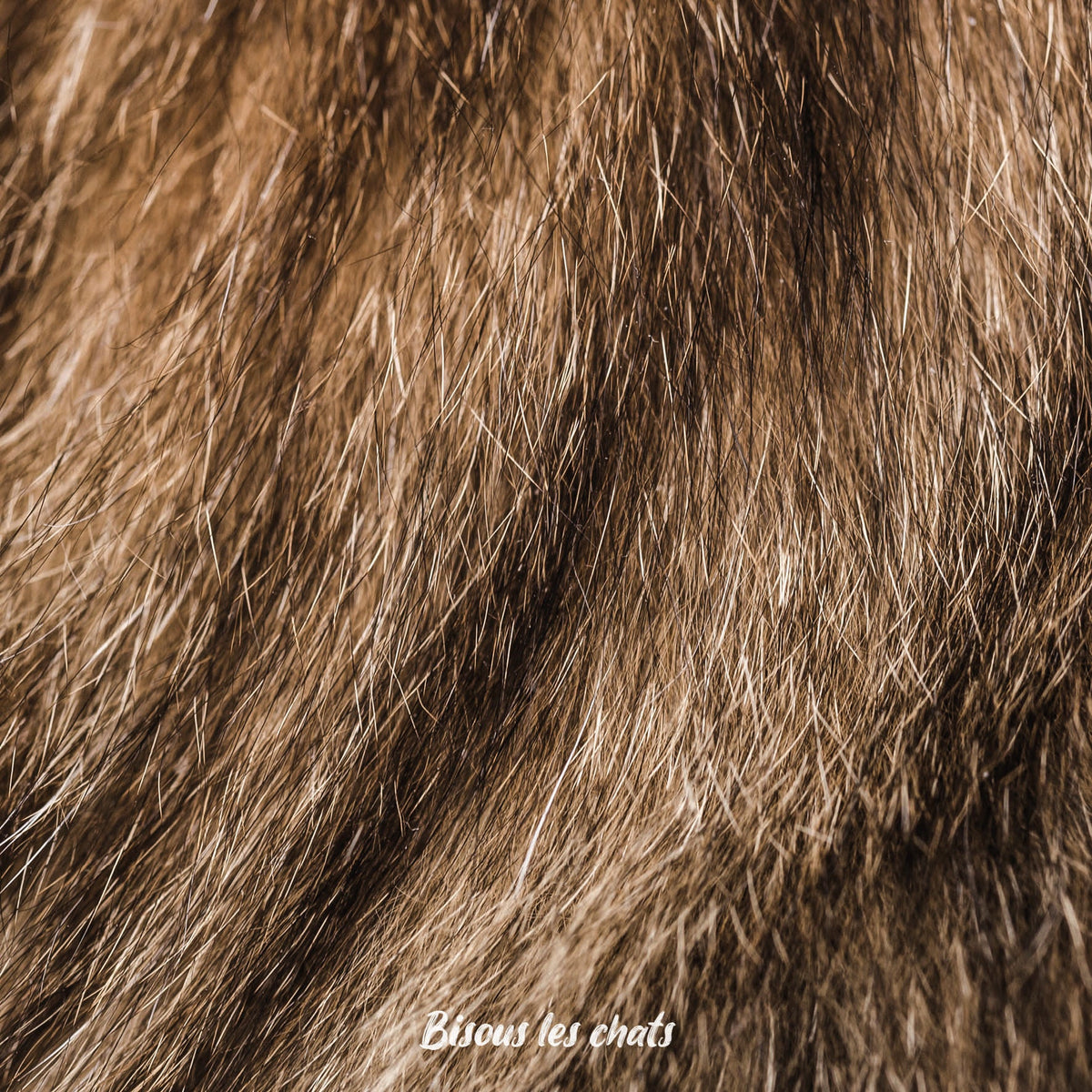 Je prends les 13 pelages des Carnets au poil - Bisous les chats