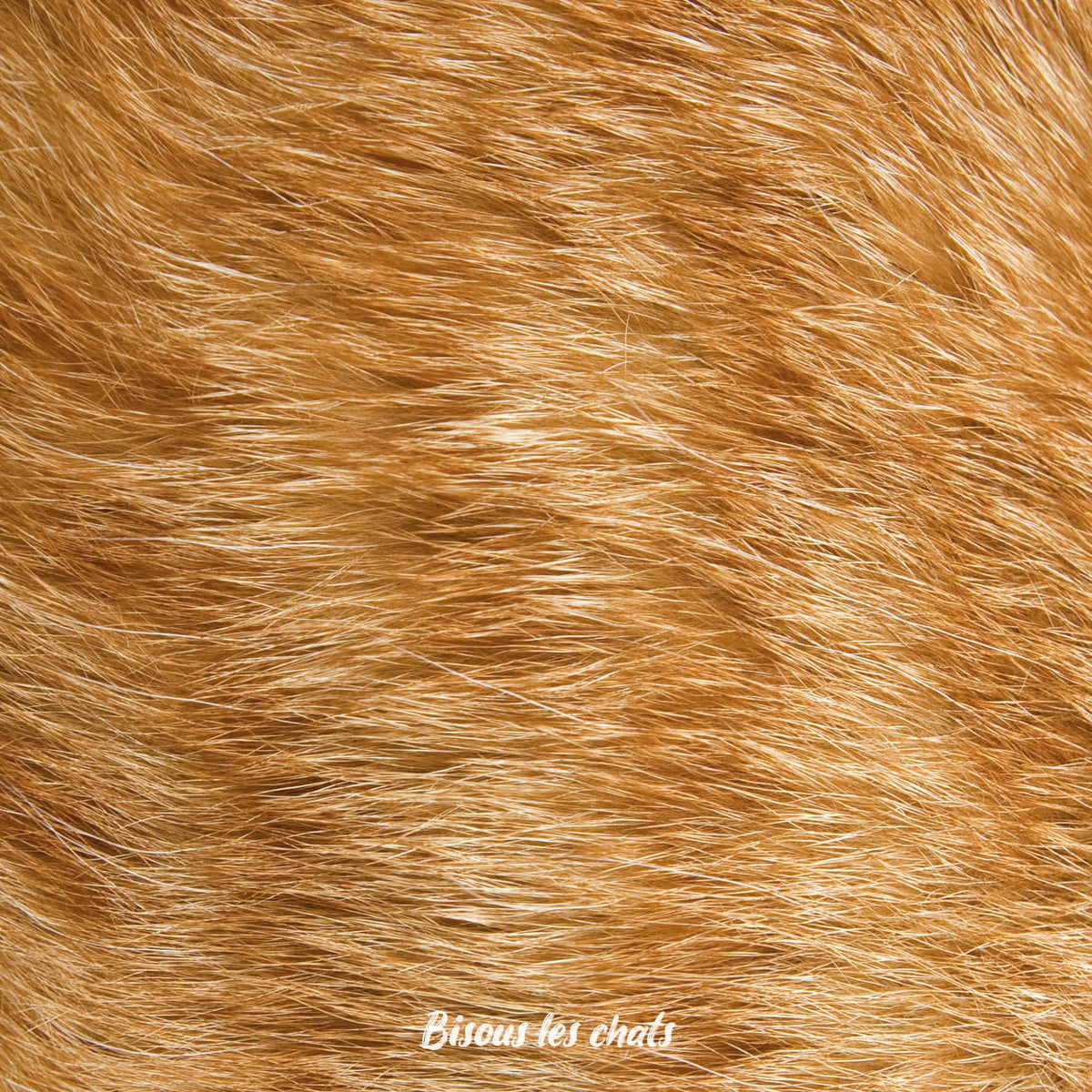 Je prends les 13 pelages des Carnets au poil - Bisous les chats