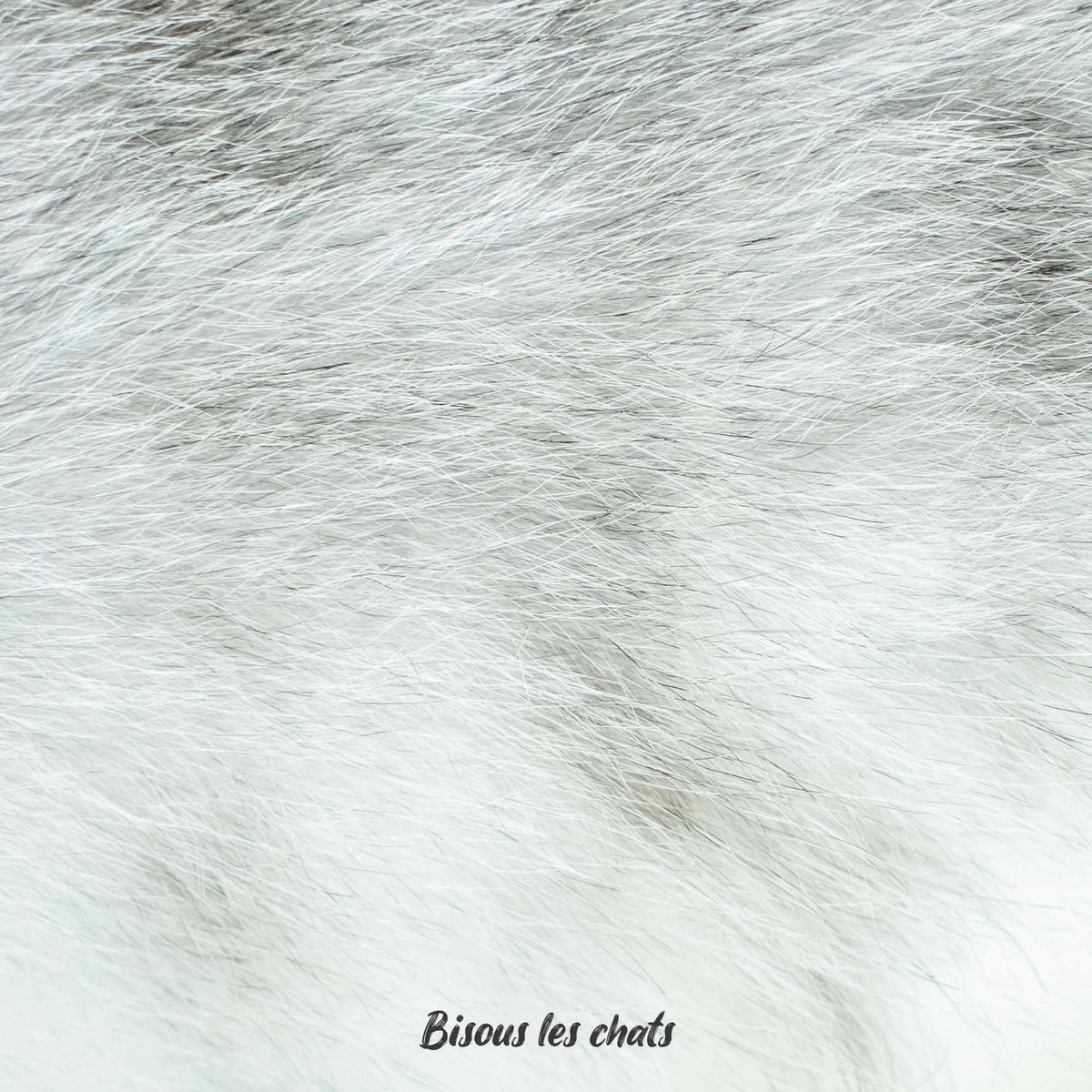 Je prends les 13 pelages des Carnets au poil - Bisous les chats