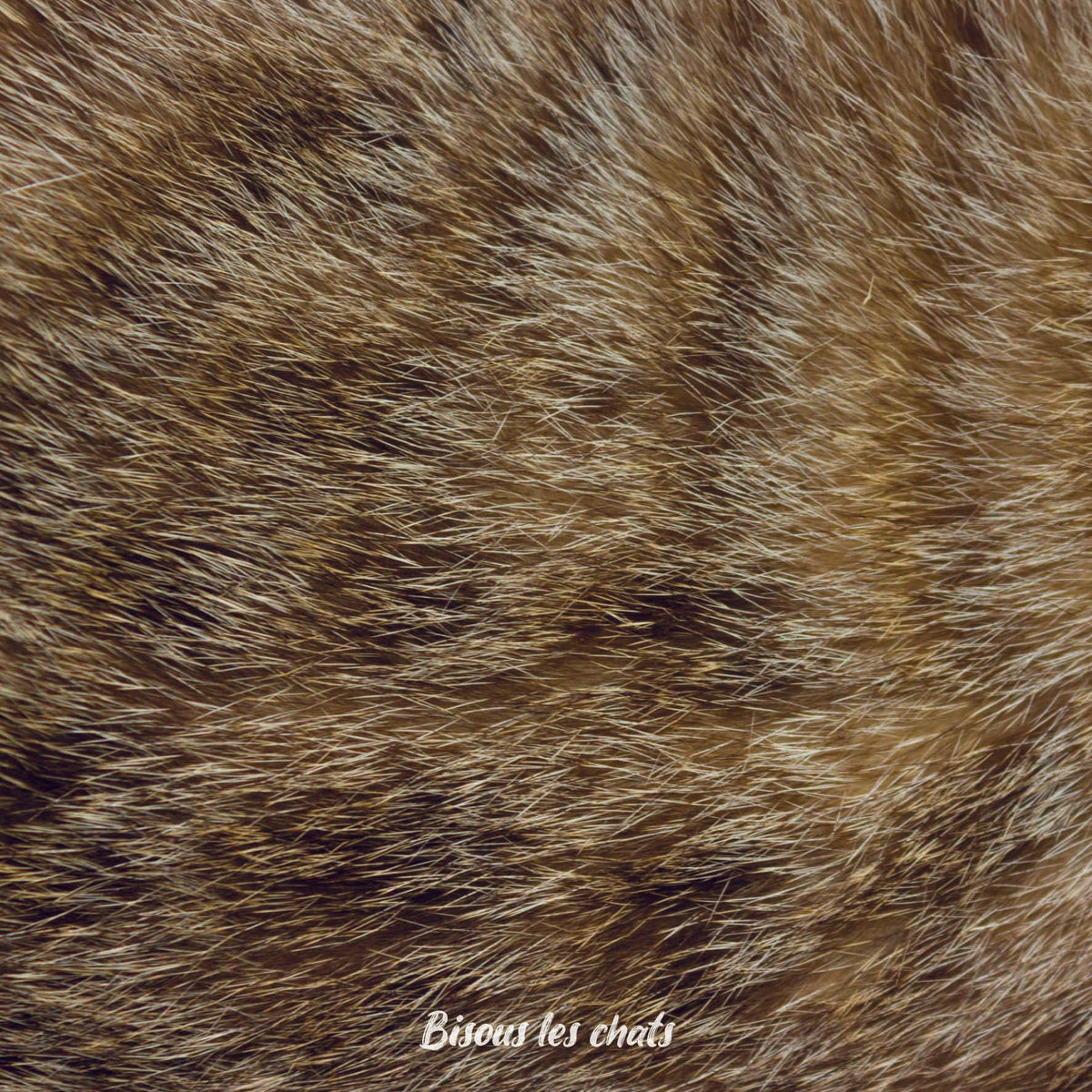 Je prends les 13 pelages des Carnets au poil - Bisous les chats