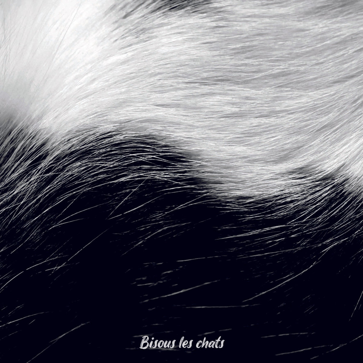 Je prends les 13 pelages des Carnets au poil - Bisous les chats