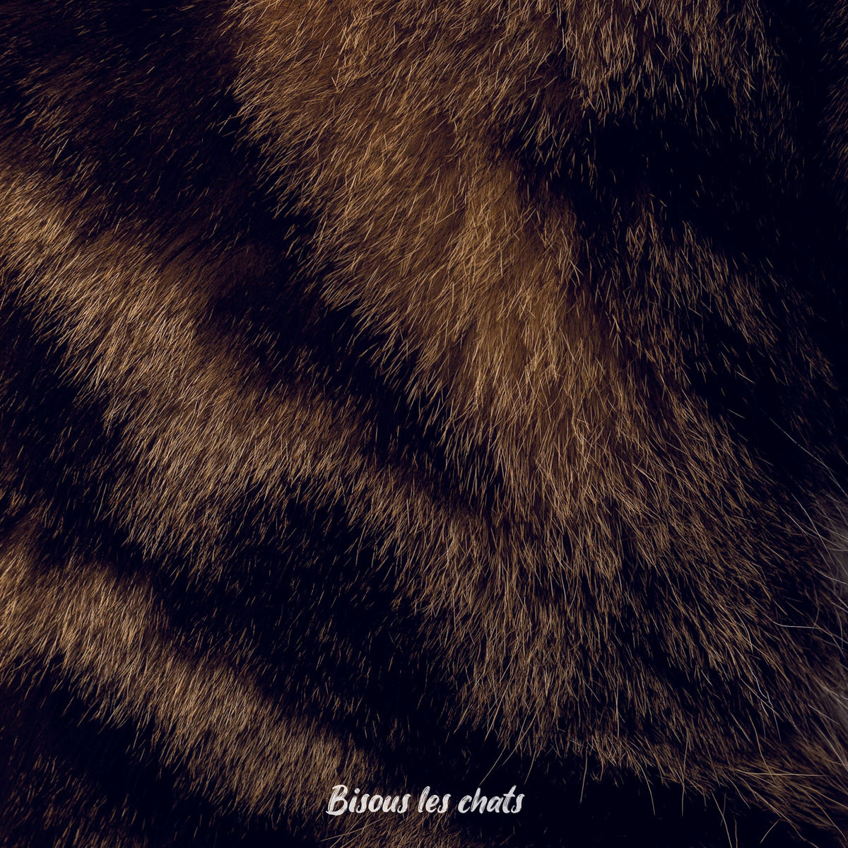 Je prends les 13 pelages des Carnets au poil - Bisous les chats