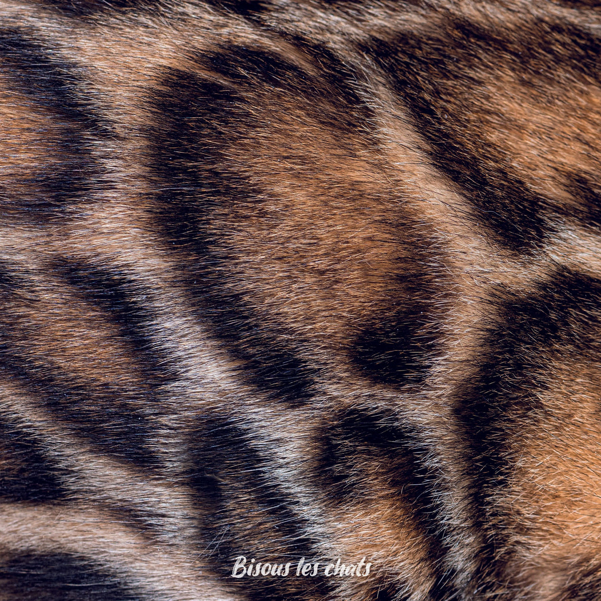 Je prends les 13 pelages des Carnets au poil - Bisous les chats