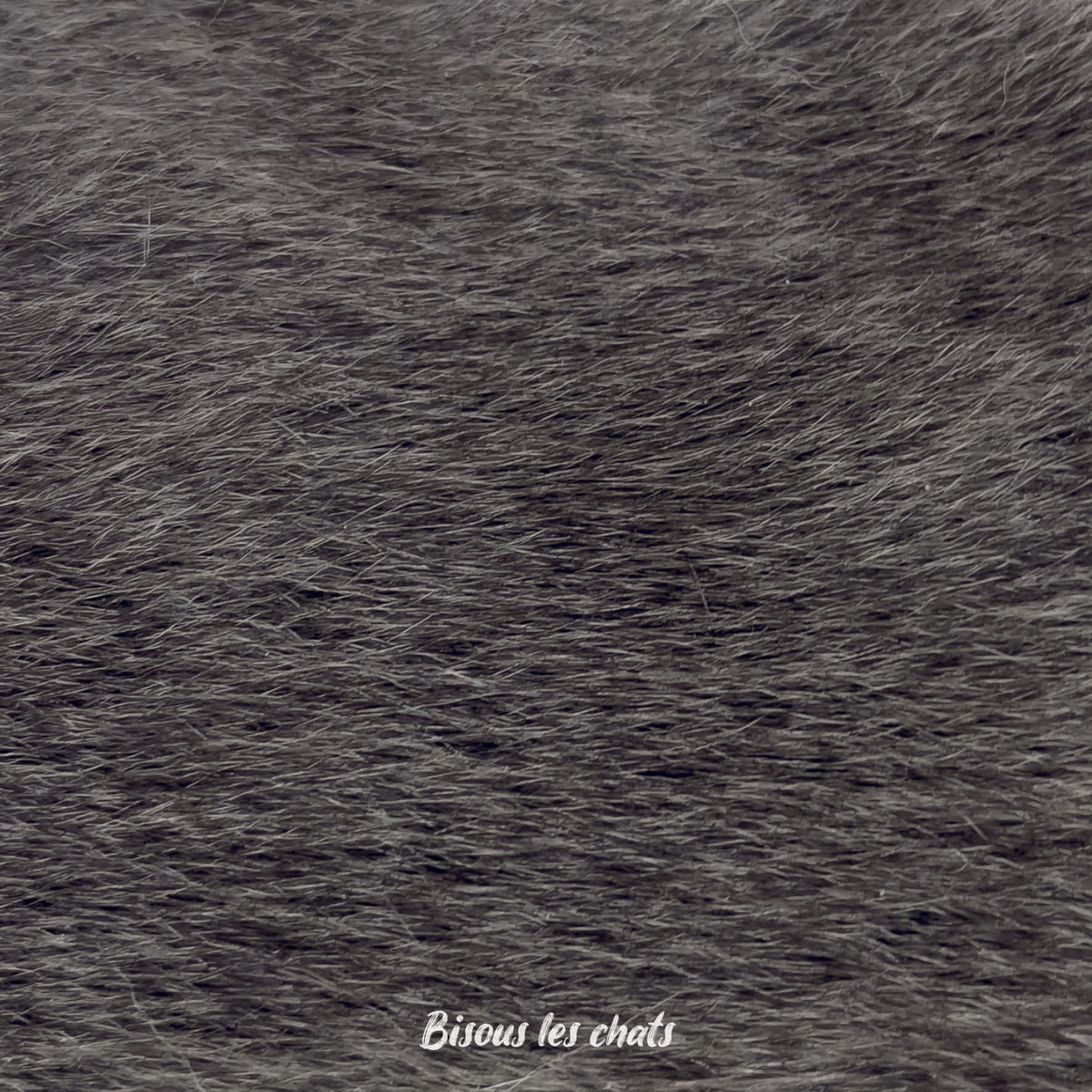 Je prends les 13 pelages des Carnets au poil - Bisous les chats