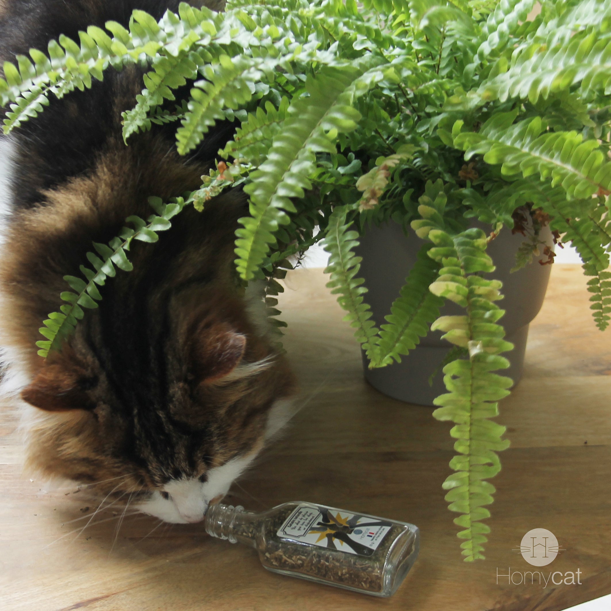 Cataire - herbe à chat naturelle en fiole - Homycat