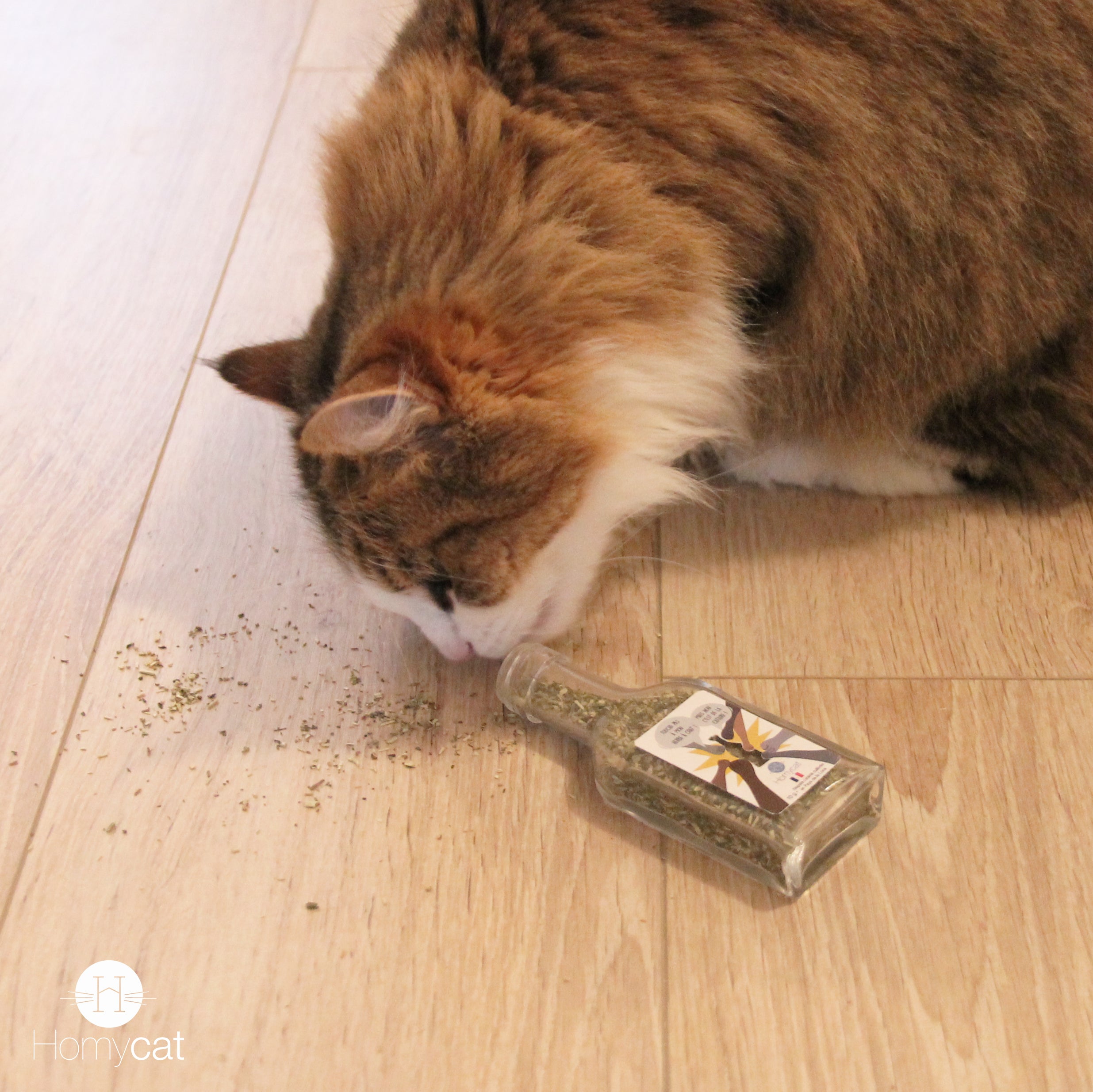 Kit de culture d'herbe à chat tout-en-un sans sol Mayitwill en vente B2B  pour votre magasin – Faire Suisse