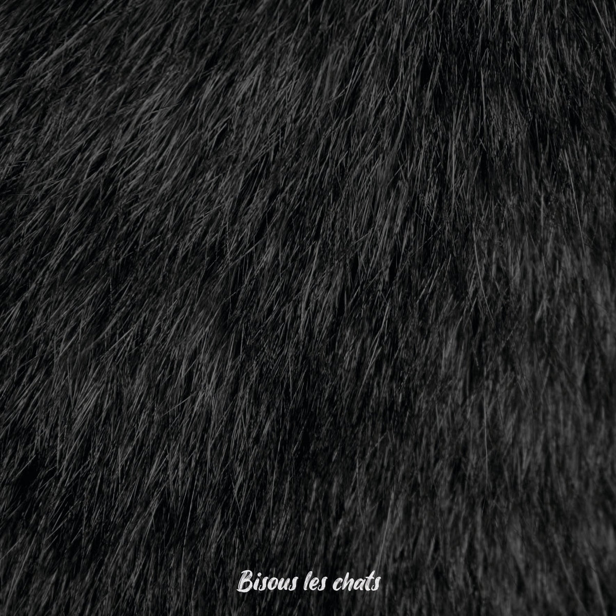 Je prends les 13 pelages des Carnets au poil - Bisous les chats