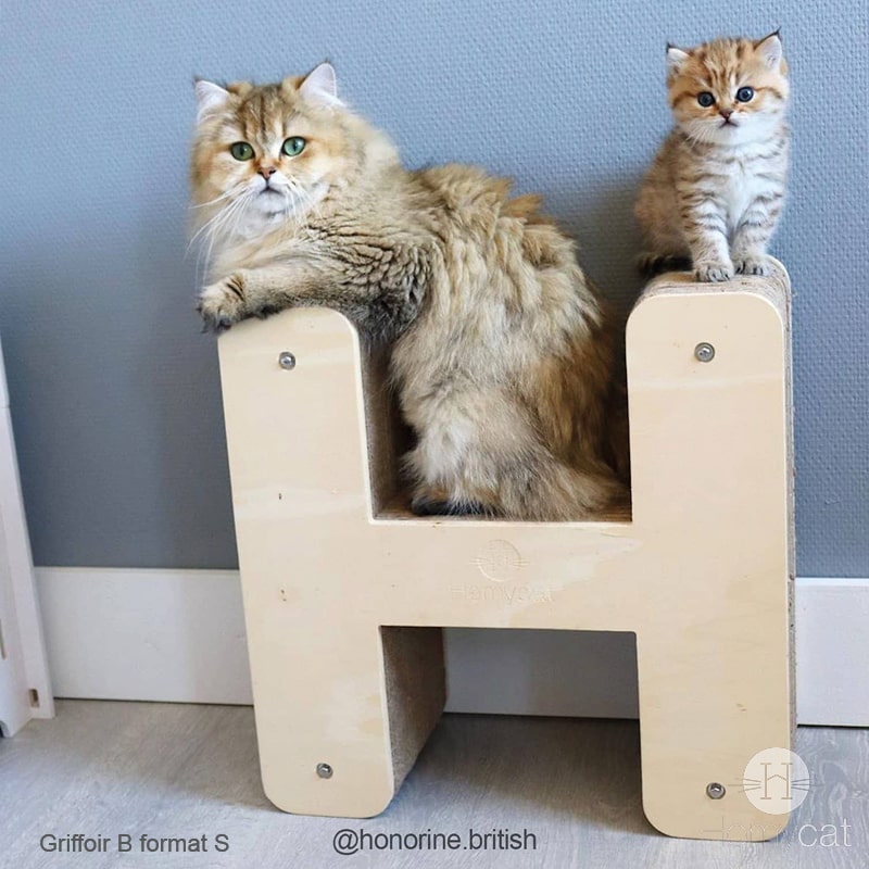 chaton-et-chat-sur-griffoir-lettre-H-homycat
