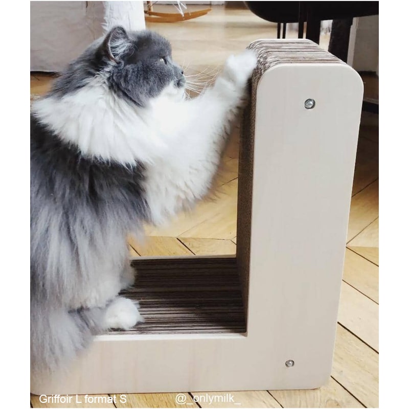 chat-poil-long-griffe-lettre-L-appartement-deco-homycat