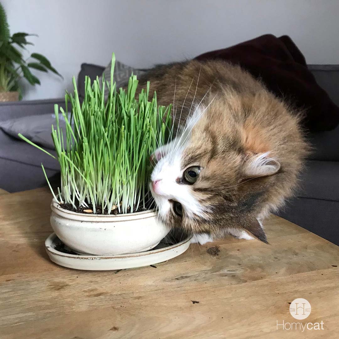 Kit de culture d'herbe à chat – Jardinière hydroponique pour chat – Sans  terre, sans saleté, sans désordre, sans odeur, design anti-creusement,  facile