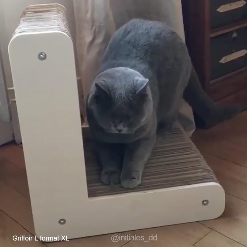 lettre-l-homycat-chat-carton-solide-rechargeable-durable-homycat