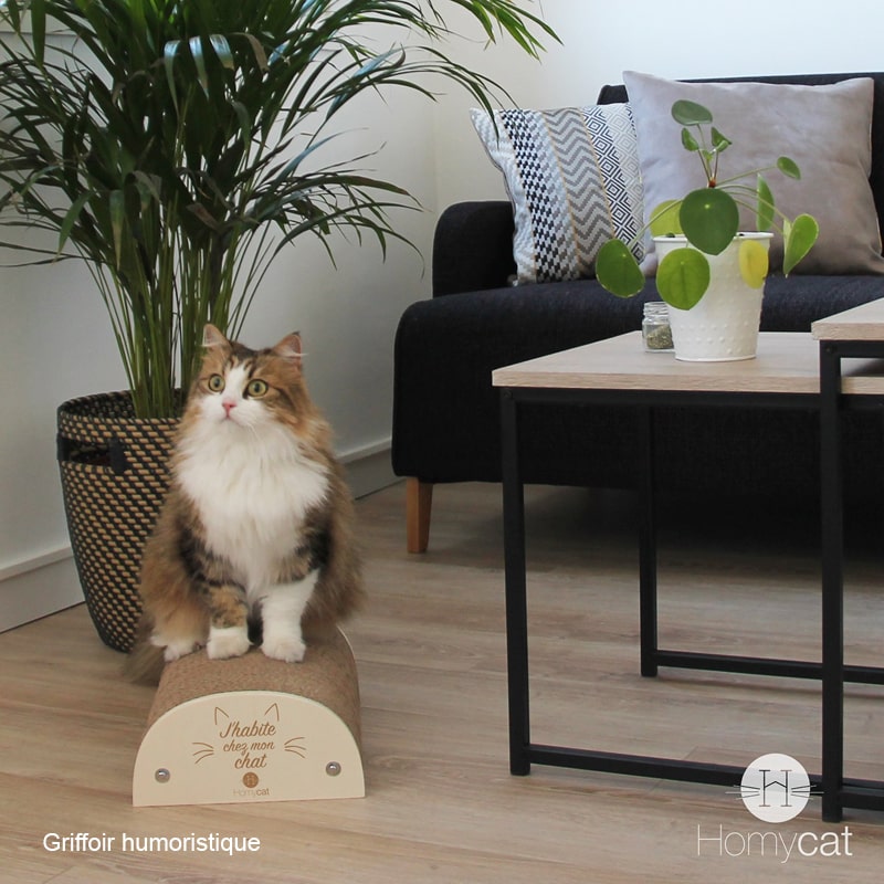 griffoir-drole-citation-demi-rond-chaton-mainecoon-petit-carton-rechargeable-homycat