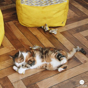 chat-joue-jouet-jaune-homycat-garnis-cataire-herbe-a-cha-qualité-natuelle-bio