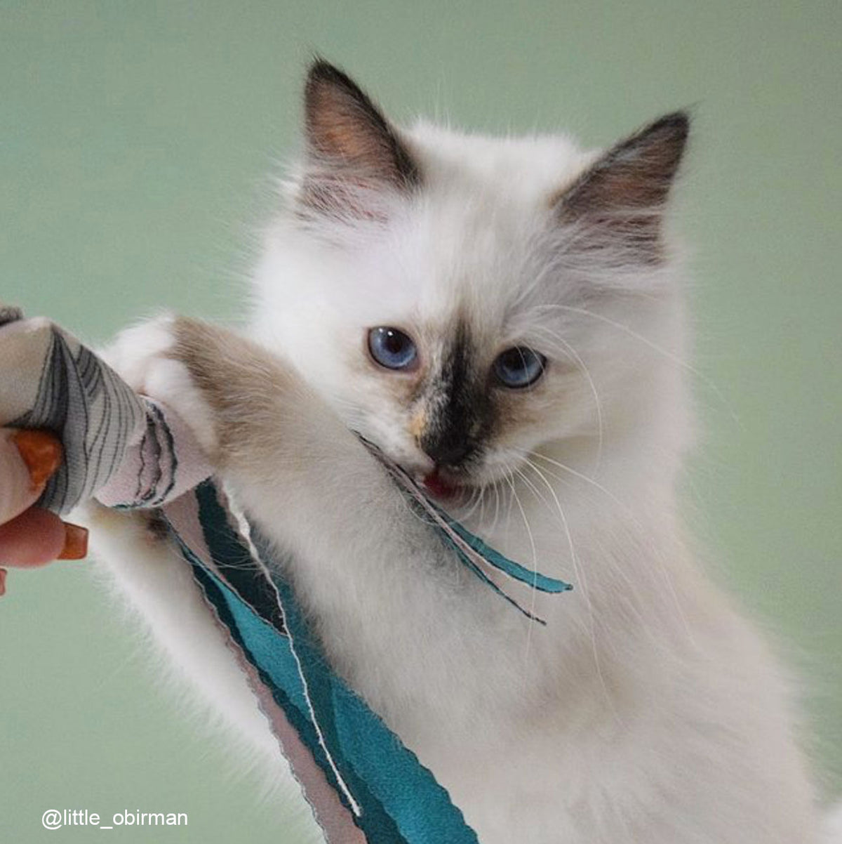 Pack Souris- 3 x Jouets Souris pour chats